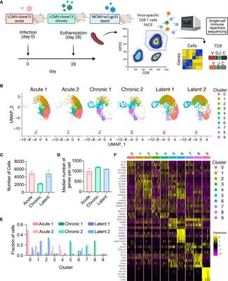 Clonally Expanded Virus-Specific CD8 T Cells Acquire Diverse Transcriptional Phenotypes During Acute, Chronic, and Latent Infections